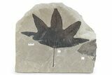 Fossil Leaf Plate - Green River Formation, Utah #282364-2